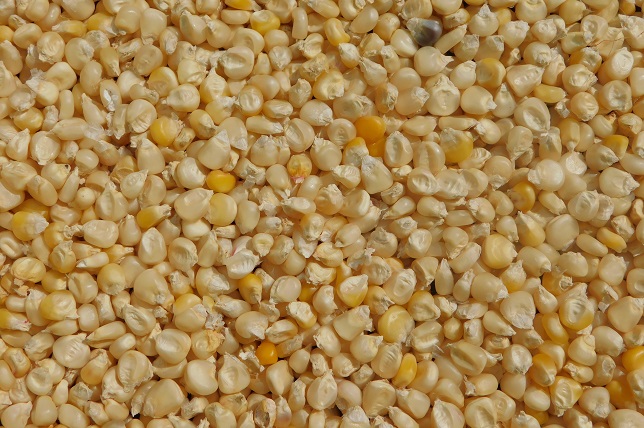 Grand Chachalut- Plateforme de la Maison de la Semence Paysanne Dordogne -2019 (Les grains jaunes sont dus à la fécondation des grains par des variétés voisines jaunes. Cultivée de manière isolée, cette variété est uniquement blanche)