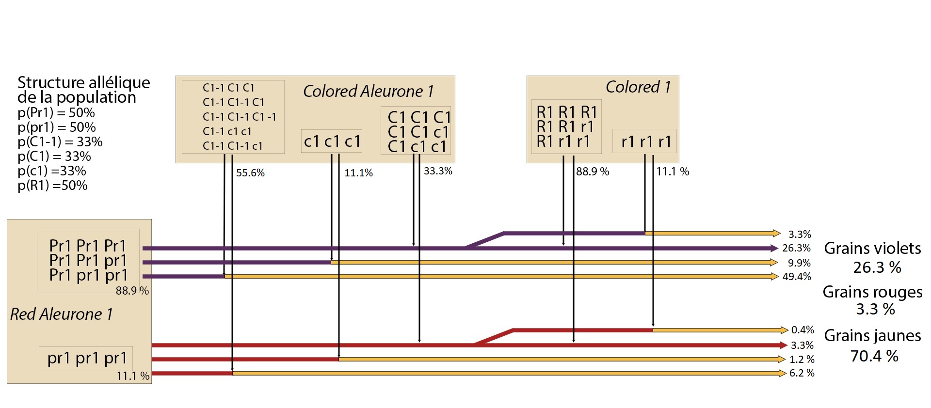 Illustration du phénomène d’épistasie sur la construction de la couleur de la couche à aleurone. Exemple d’une population avec une structure allélique équilibrée.