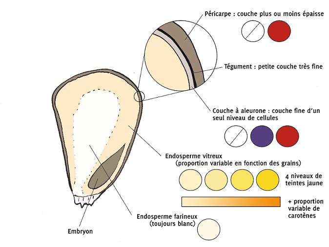 Représentation des différents tissus qui composent la paroi du grain de maïs et la grande majorité des couleurs qu'ils peuvent prendre - source: Robin NOEL