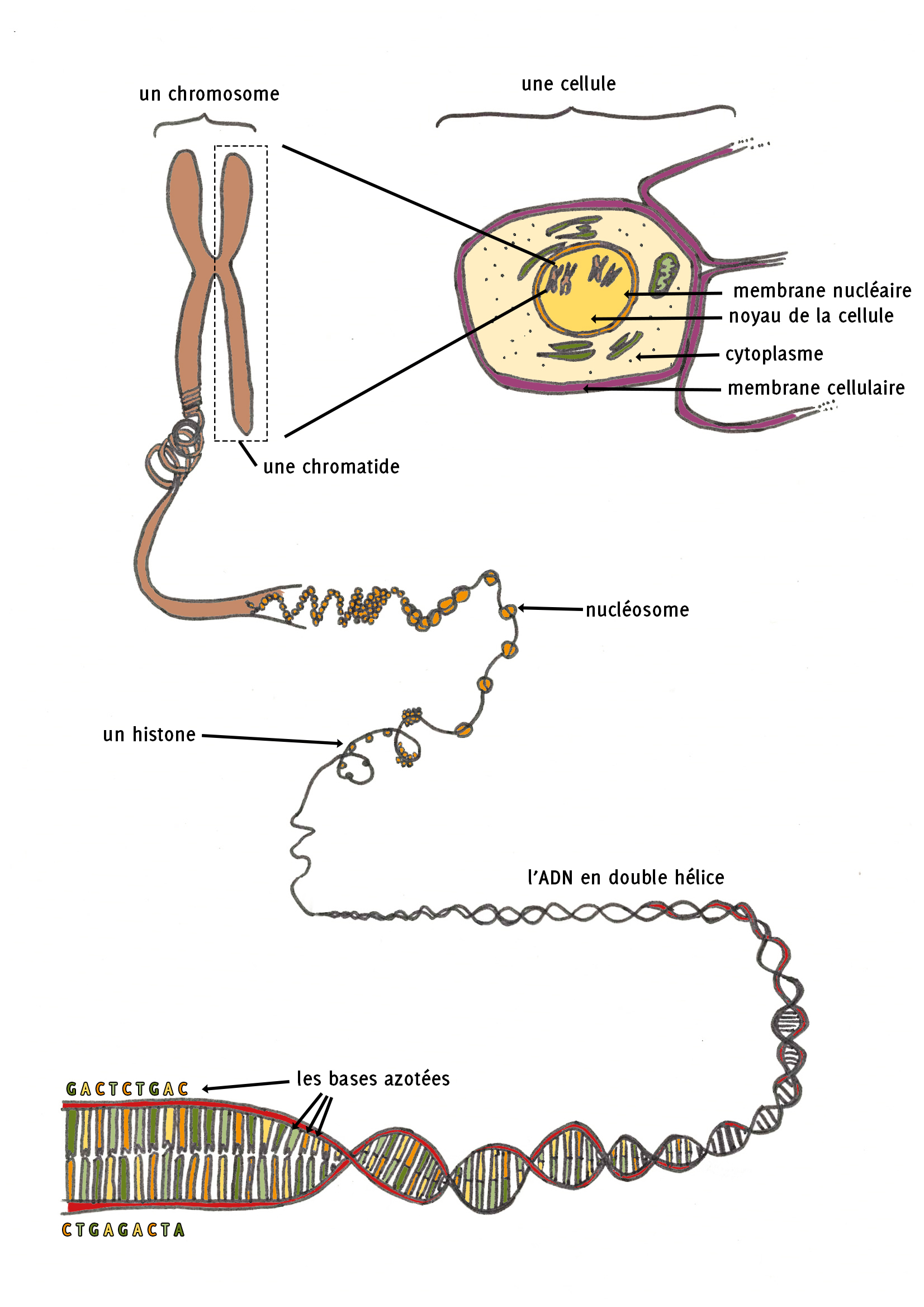 Représentation schématique des différents niveaux d’enroulements et d’organisation de l’ADN dans le noyau de la cellule