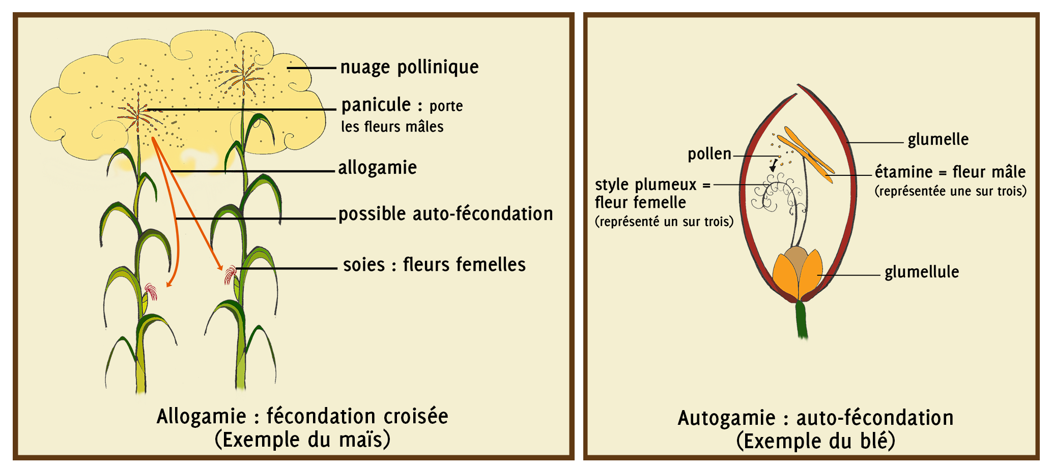 Illustration du fonctionnement de l’allogamie et de l’autogamie