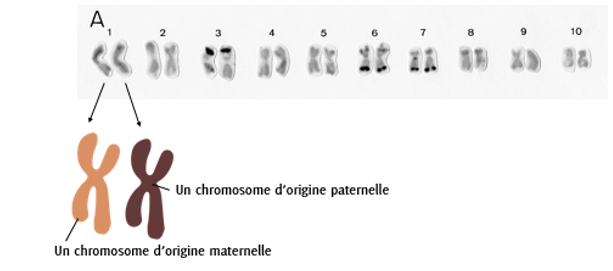 Structure du génome du maïs