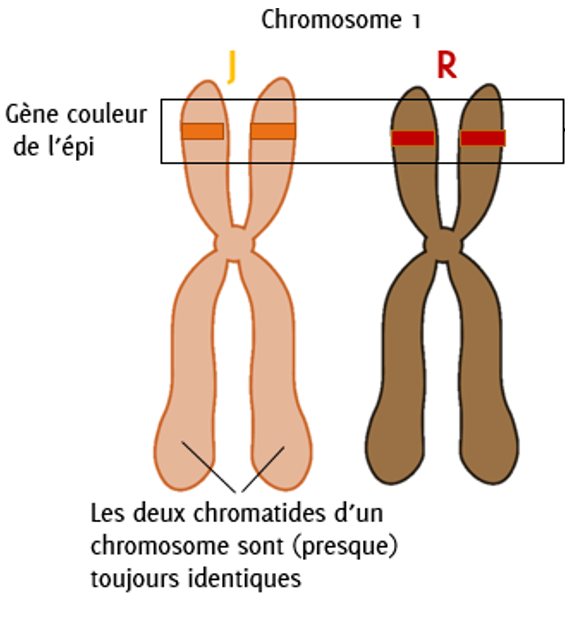 Paire de chromosome n°1