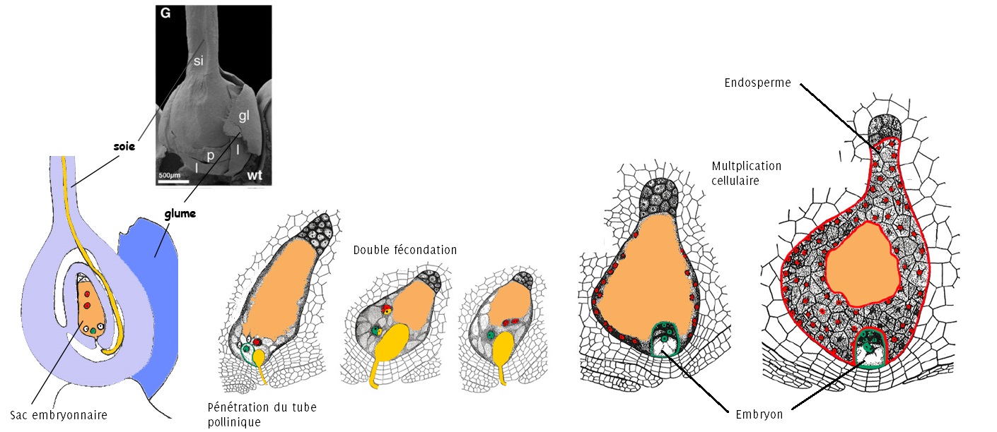 Schéma de la double fécondation chez le maïs [2]