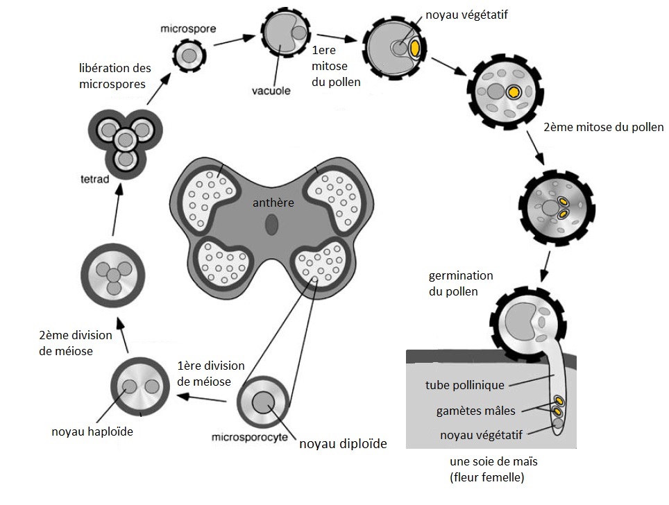 Schéma de la formation du pollen et du gamète mâle [1]