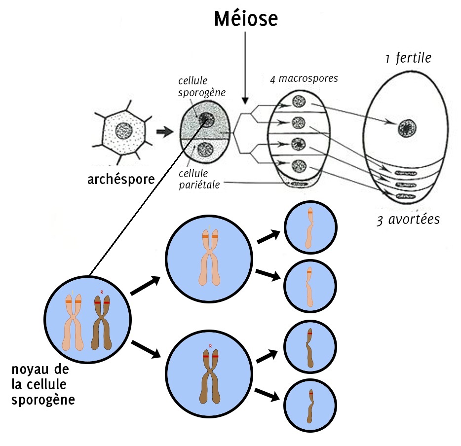 Répartition de l’information génétique lors de la méiose