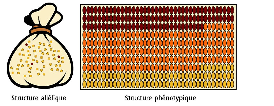 Exemple de structure allélique (5% d’allèle [rouge], 95% d’allèle [jaune]) et structure phénotypique (400 épis représentés) dans le cas d’une rareté allélique.