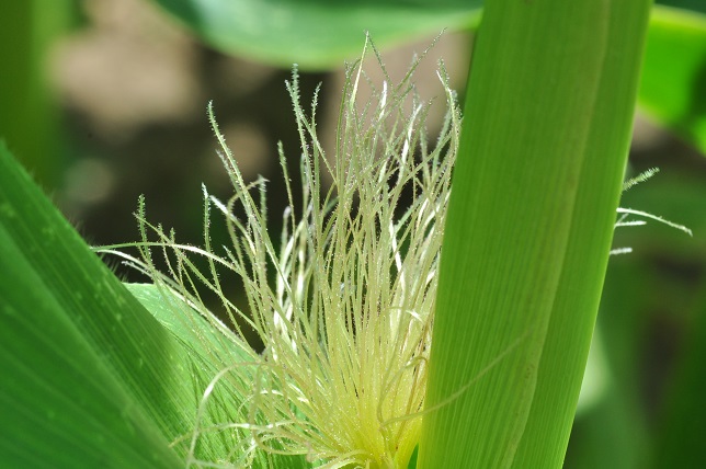 Jeune fleur femelle de maïs