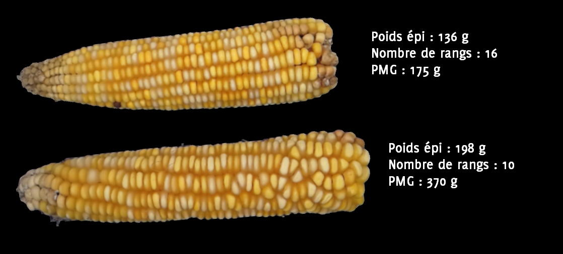 Exemple de deux épis constrastés sur le nombre de rangs et le poids moyens des grains