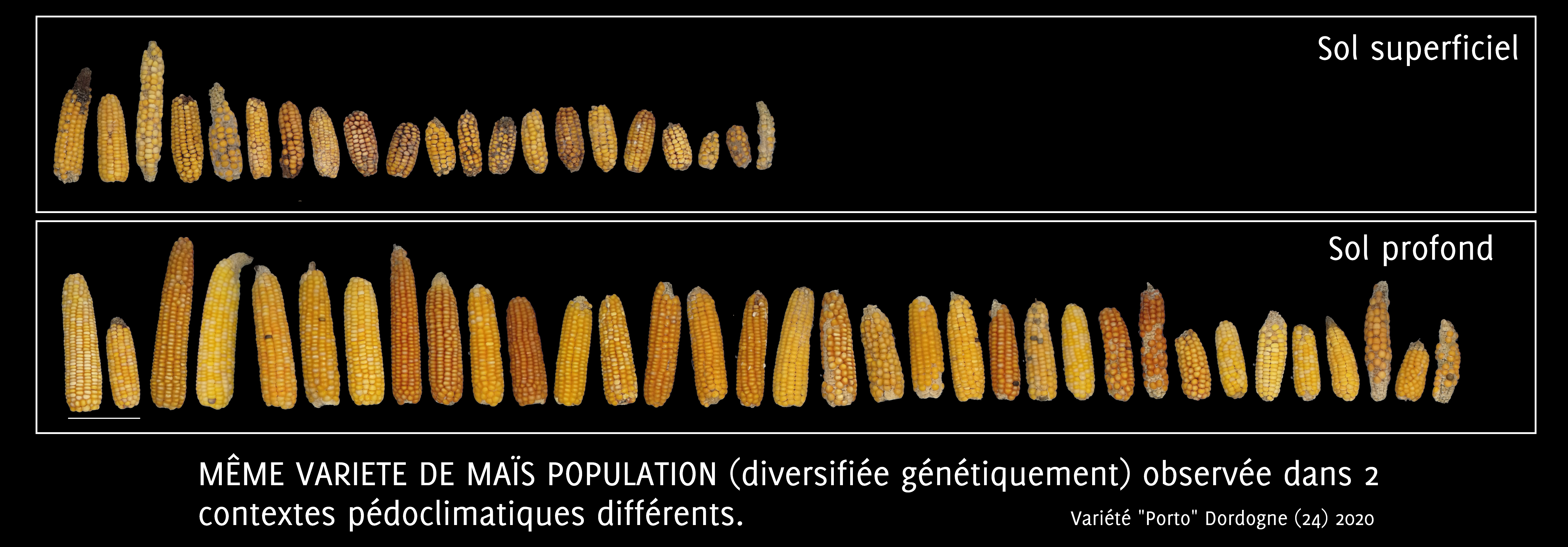 Illustration, en agriculture, de l’effet de la diversité génétique d’une population de maïs au sein d’un même environnement, donc l’effet du gène. Mais aussi de l’effet de l’environnement sur les caractéristiques phénotypiques des épis récoltés sur les parcelles.