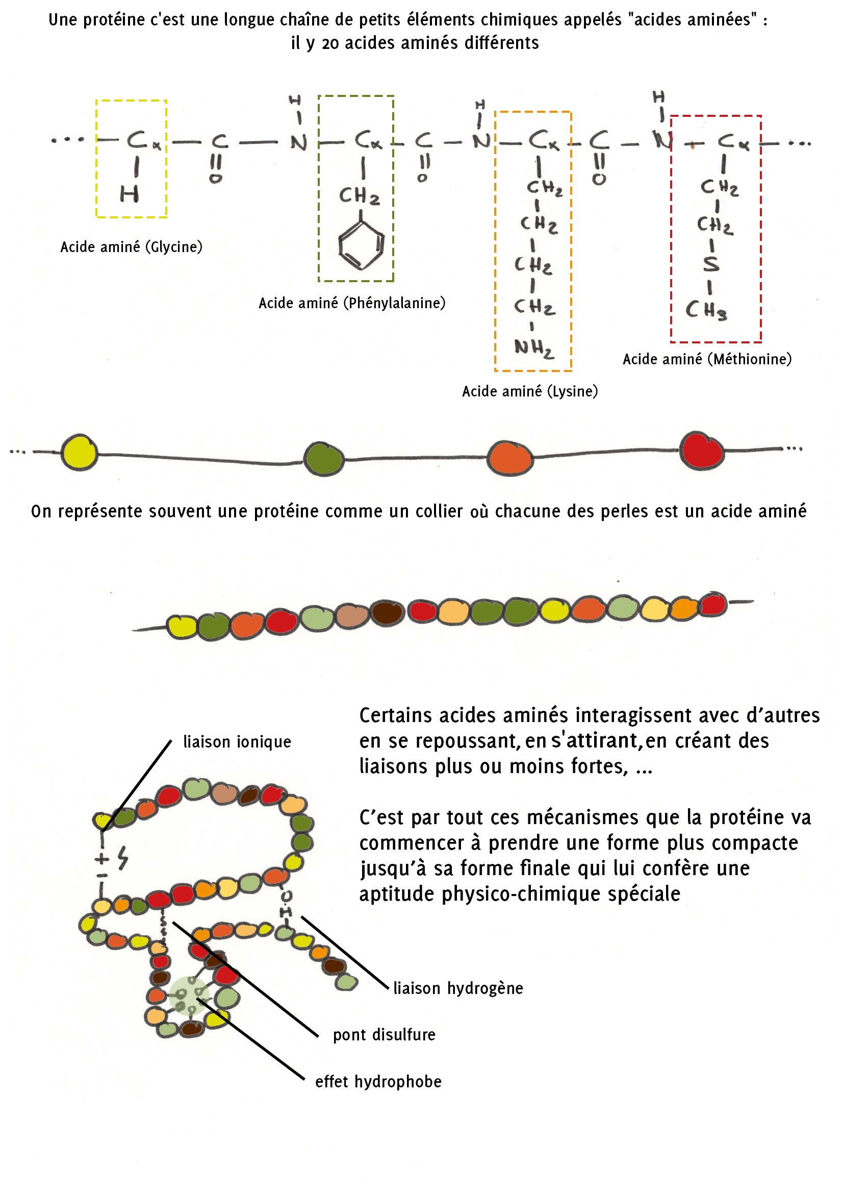 Représentation shématique de la structure d'une protéine